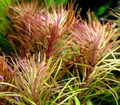 XL In-Vitro Quirlblättrige Sternpflanze / Pogostemon Stellatus (Eusteralis Stellata) Im XL-Cup