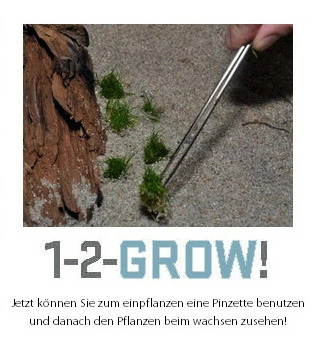 1-2-GROW! Kleiner Stern 'Daonoi' - Sternkraut / Pogostemon Helferi – Bild 3