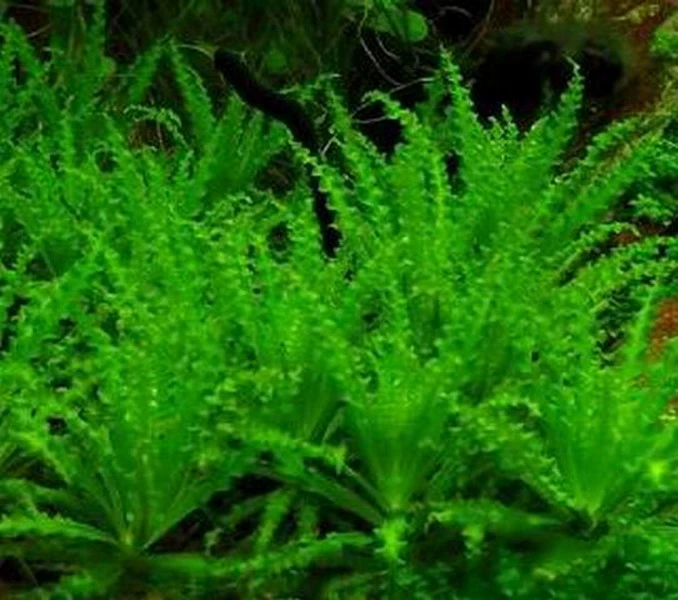 1-2-GROW! Kleiner Stern 'Daonoi' - Sternkraut / Pogostemon Helferi – Bild 4