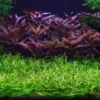 1-2-GROW! Grasartige Zwergschwertpflanze / Helanthium Tenellum 'Green' Von TROPICA
