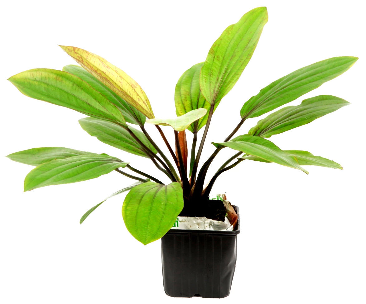 MUTTERPFLANZE Rosa Schwertpflanze / Echinodorus 'Rose' – Bild 2