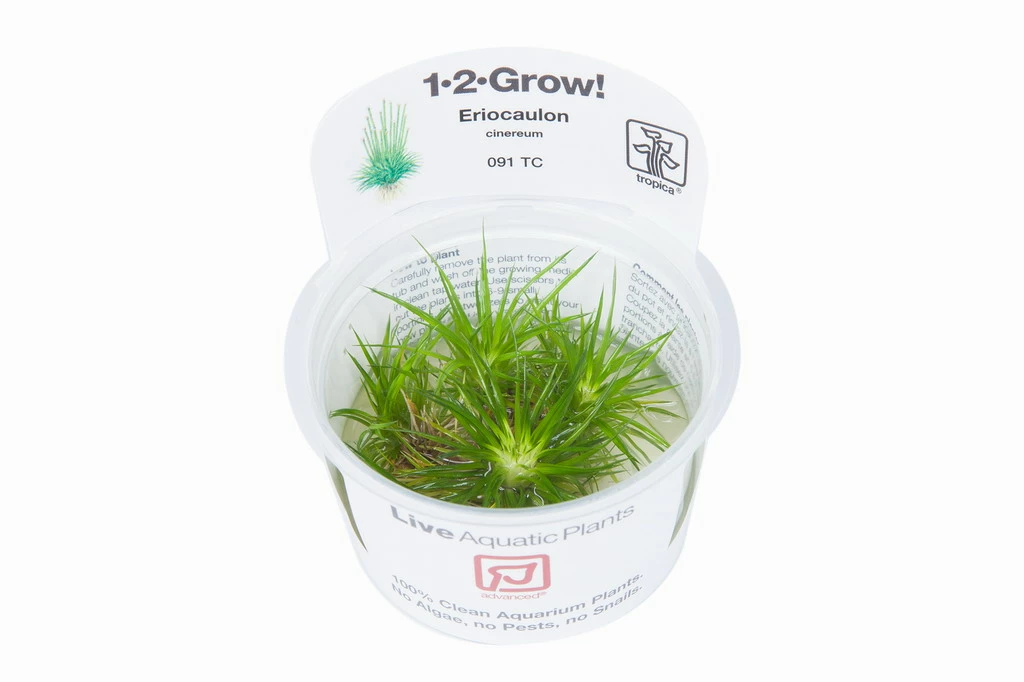 1-2-GROW! Eriocaulon Cinereum *TOP Rarität* – Bild 3