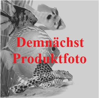 In-Vitro Regenschirmsimse - Regenschirmpflanze / Eleocharis Vivipara