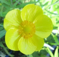 Sumpfhahnenfuß - Zungenhahnenfuß, Gelb / Ranunculus Lingua Im 9x9 Cm Topf