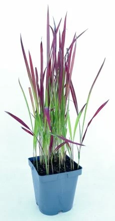 Japanisches Blutgras "Red Baron" / Imperata Cylindrica "Red Baron" Im 9 Cm Topf