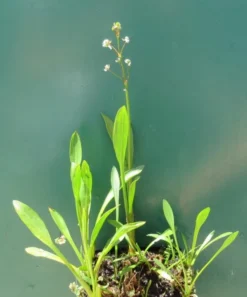Grasblättriges Pfeilkraut, Weiß / Sagittaria Graminea Im 9x9 Cm Topf