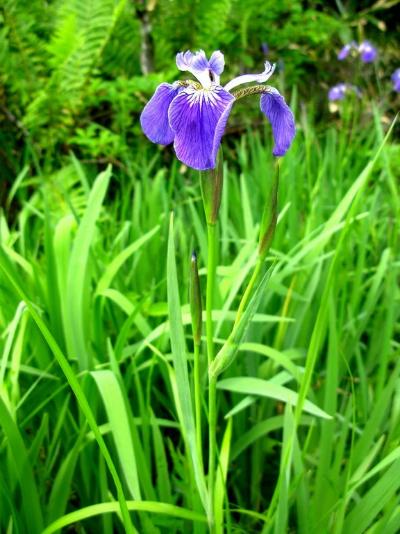 Alaska-Sumpfschwertlilie / Iris Setosa Im 9x9 Cm Topf – Bild 2
