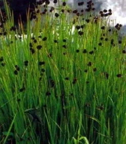 Zwergbinse - Kleine Binse / Juncus Ensifolius Im 9x9 Cm Topf