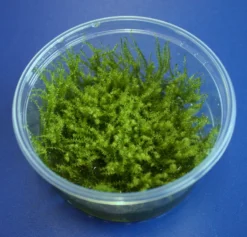 XL In-Vitro Sternmoos - Star Moss / Hyophila Involuta - Tortula Ruralis Im Großem 8 Cm Moos Cup