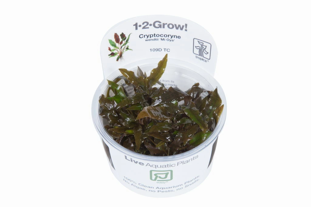 1-2-GROW! Grosser, Brauner Wasserkelch MiOya / Cryptocoryne Wendtii 'Mi Oya' – Bild 2