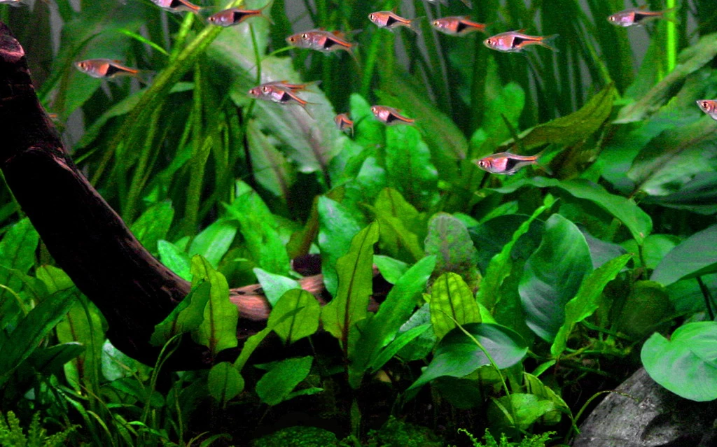 Grüner Wasserkelch Cryptocoryne wendtii green