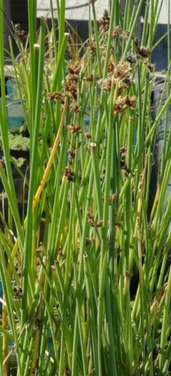 Weiß-gestreifte- Seesimse / Scirpus Lacustris 'Albescens' (Schoenoplectus) Im 9x9 Cm Topf