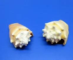 Walzenschnecke - Schneckenhaus - Ca. 6-8 Cm - Unikat