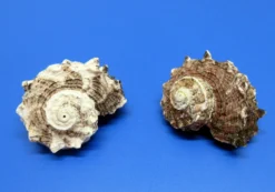 Rosa Radschnecke - Schneckenhaus - Ca. 5-6 Cm - Unikat