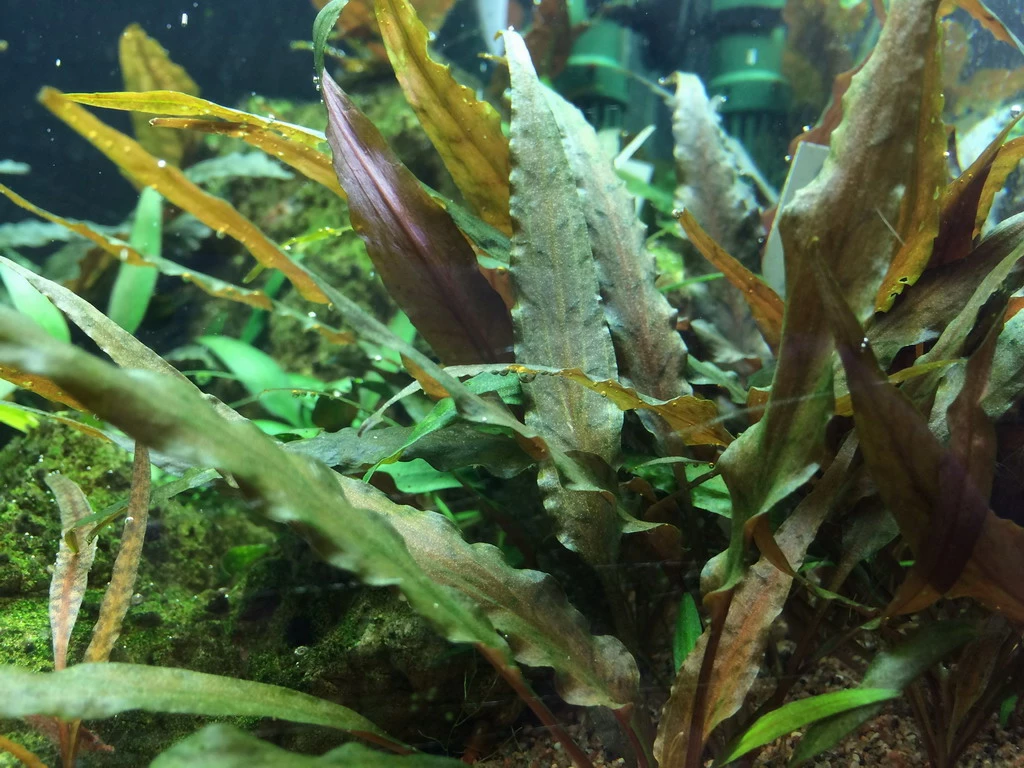1-2-GROW! Breitblättriger Wasserkelch / Cryptocoryne Undulata "Broad Leaf"