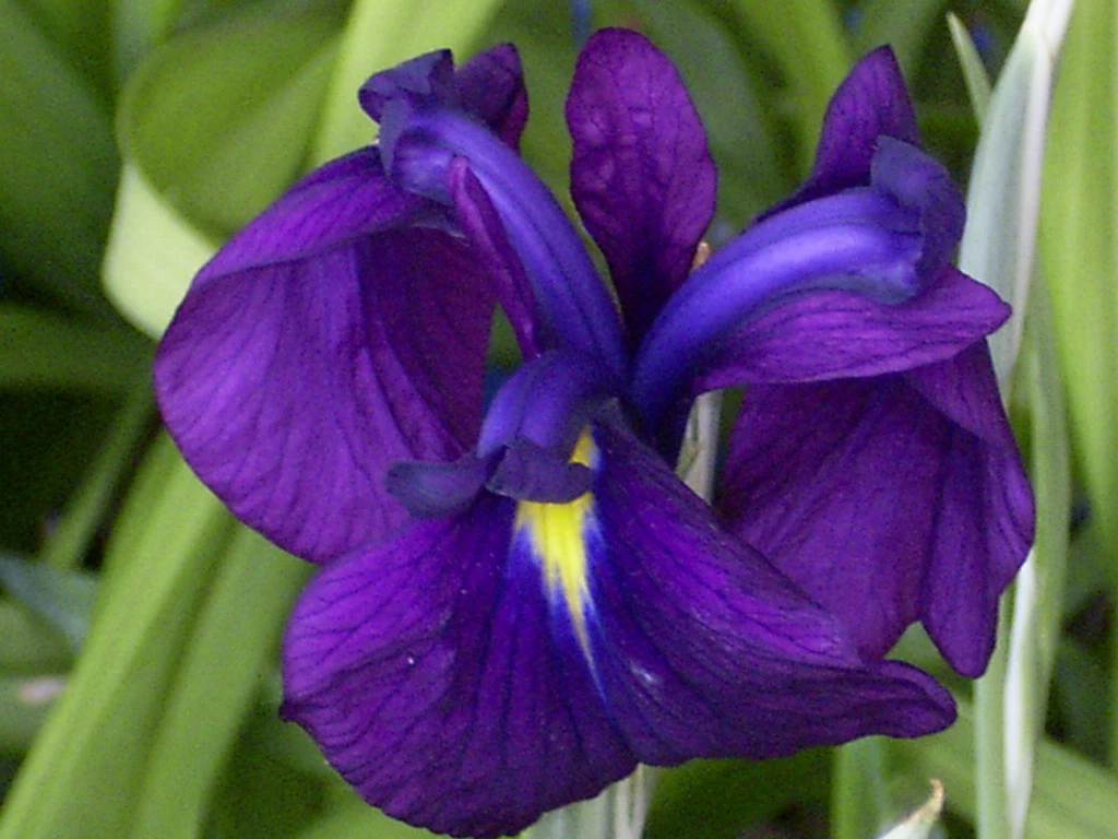 Gestreifte Glatte Sumpfschwertlilie / Iris Leavigata Variegata Im 9x9 Cm Topf