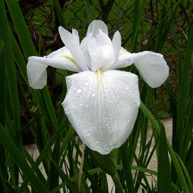 Weiße Sumpfschwertlilie / Iris Laevigata Snowdrift - ´Alba´ Im 9x9 Cm Topf – Bild 2