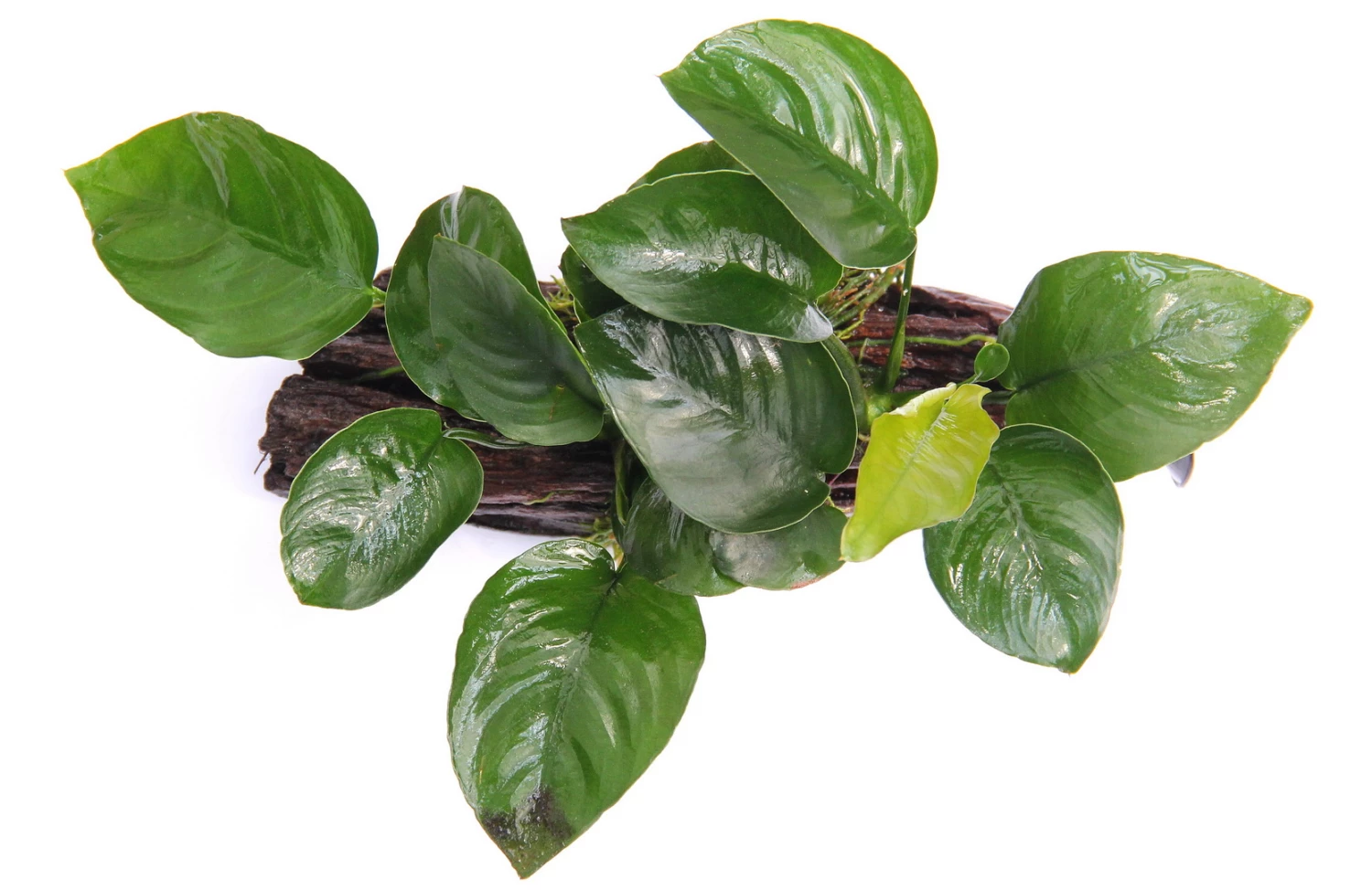 Wurzel+Saugnapf Mit Breitblättrigem Speerblatt / Anubias Barteri Auf Wurzel+Sauger – Bild 2