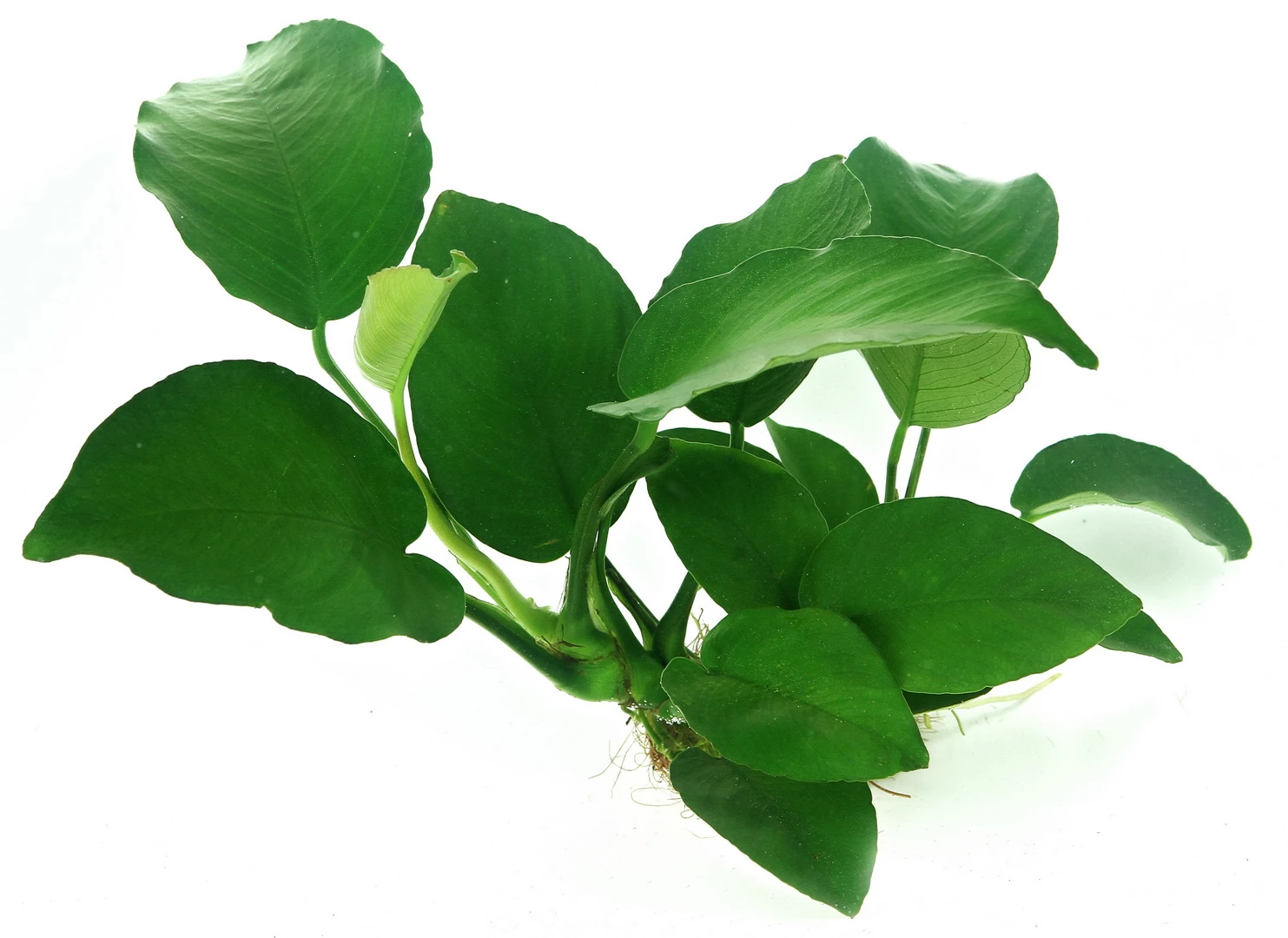 Wurzel+Saugnapf Mit Breitblättrigem Speerblatt / Anubias Barteri Auf Wurzel+Sauger – Bild 3