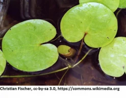 Europäischer Froschbiss / Hydrocharis Morsus-ranae