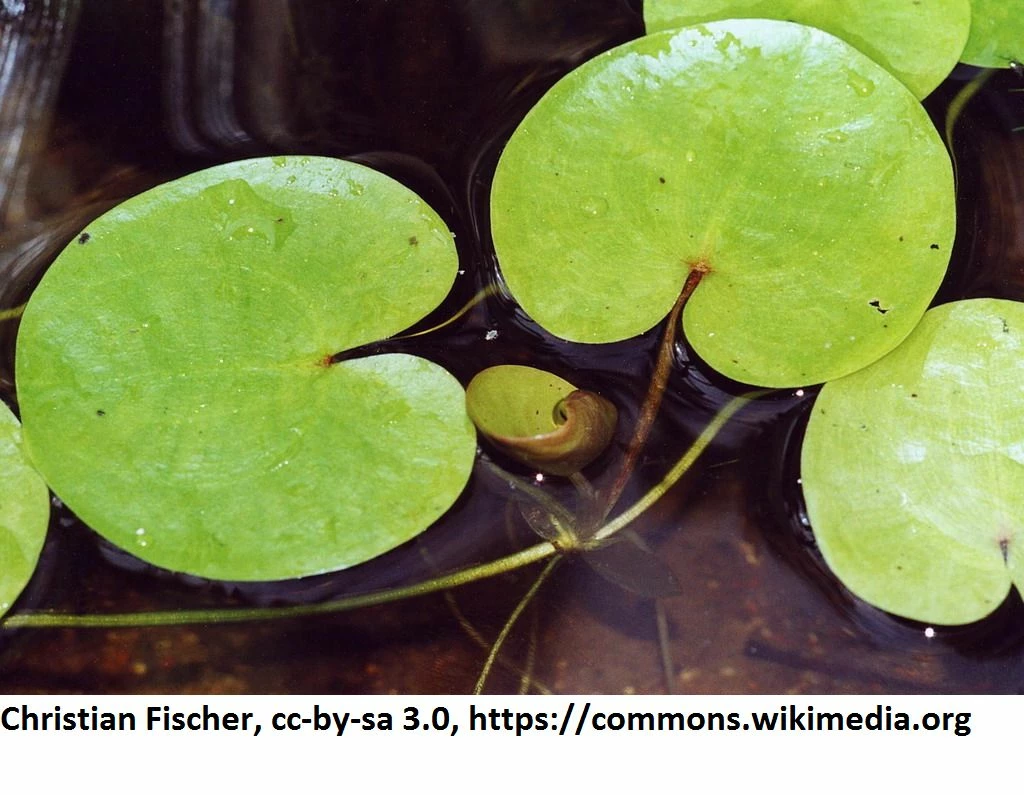 Europäischer Froschbiss / Hydrocharis Morsus-ranae