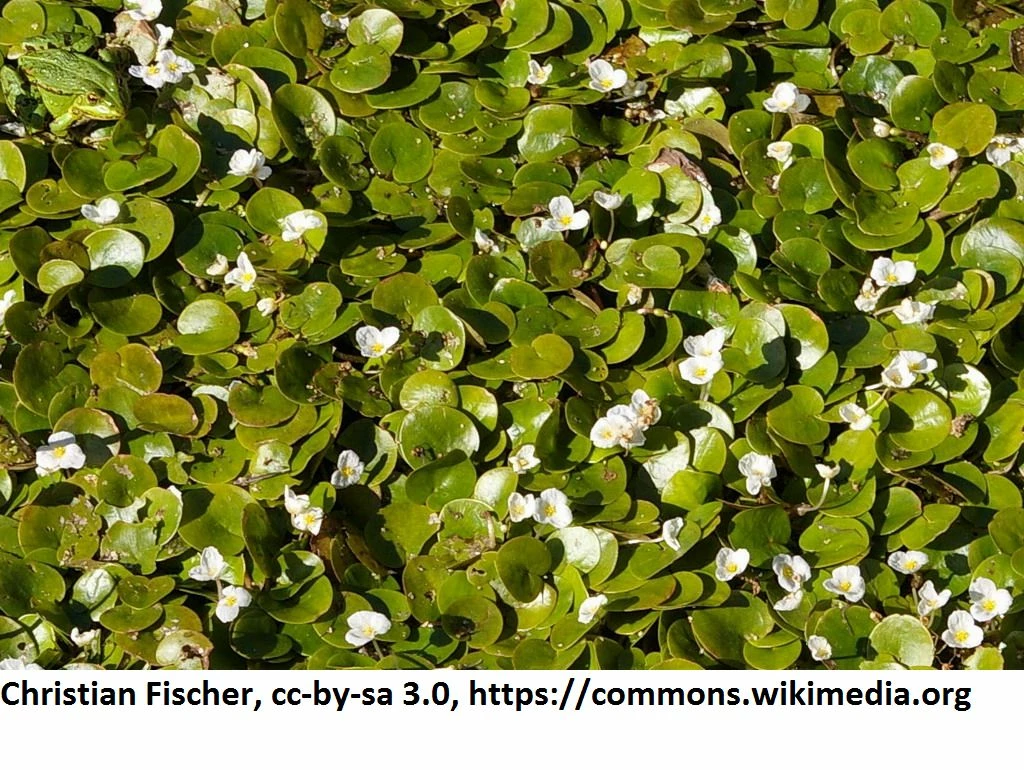 Europäischer Froschbiss / Hydrocharis Morsus-ranae – Bild 2