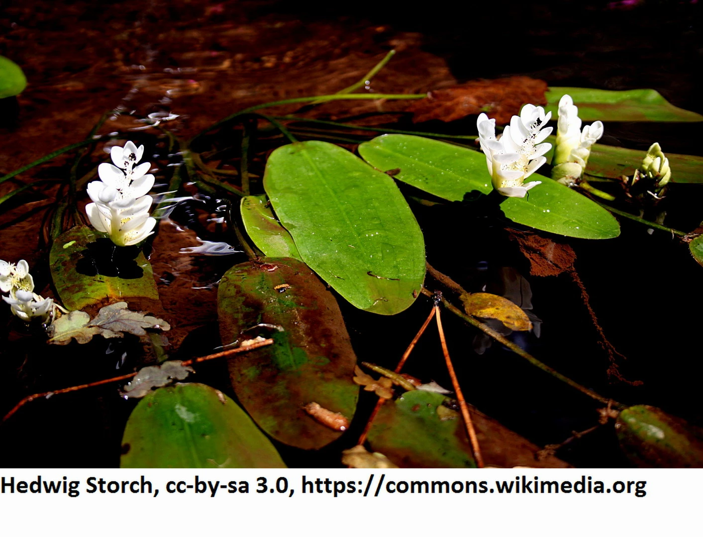 Afrikanische Wasserähre / Aponogeton Distachyos Im 9x9 Cm Topf – Bild 2