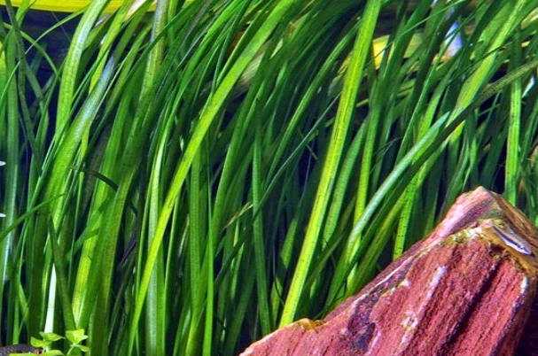 Marmorierte Wasserschraube / Vallisneria Spiralis 'Tiger'