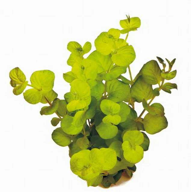 Goldenes Pfennigkraut / Lysimachia Nummularia Auera Im Topf