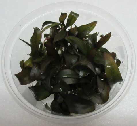 XL In-Vitro "Hot Pepper" Schwertpflanze / Echinodorus "Hot Pepper"