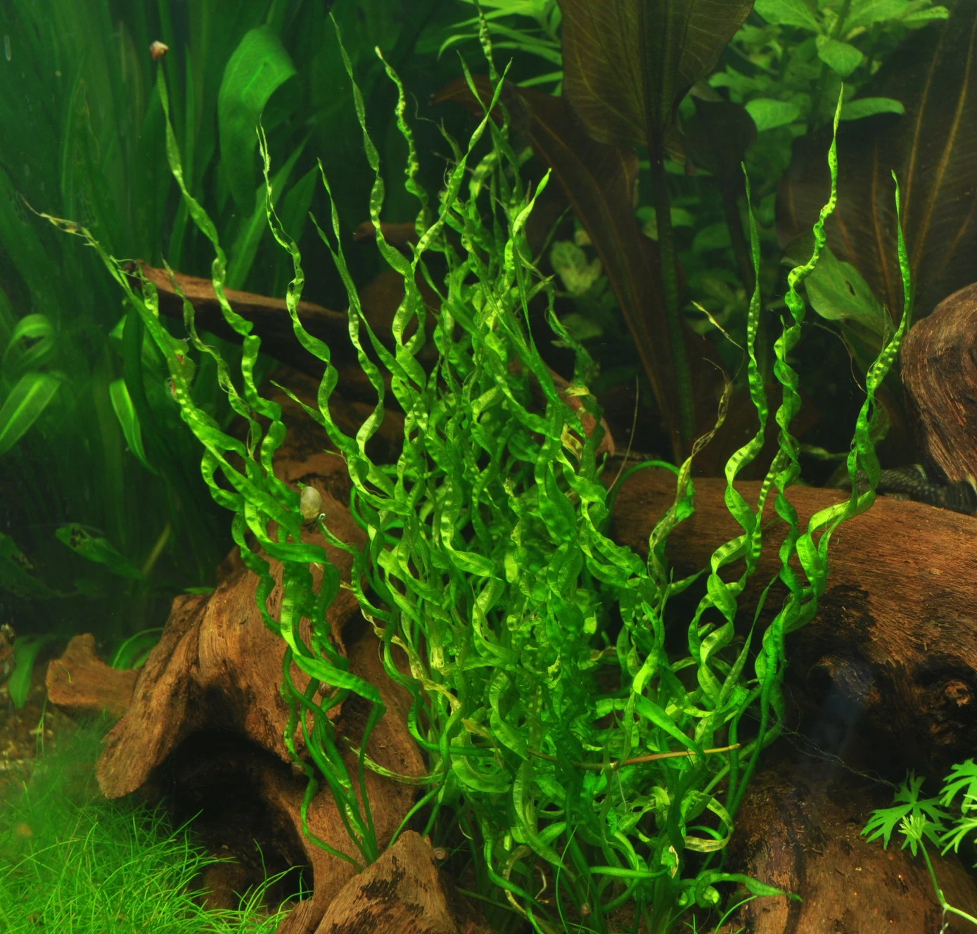 Korkenzieher Schwertpflanze im 1-2-GROW! Becher