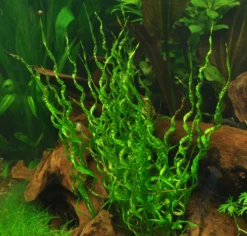 XL In-Vitro Korkenzieher Schwertpflanze / Echinodorus Vesuvius *TOP Rarität*