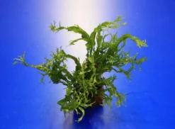 Kleiner Lavastein Mit Javafarn WINDELOV / Microsorum Pteropus Windelov Auf Lavastein