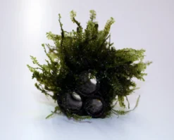 Cameroon Pyramide 2-1 / Plagiochilaceae Sp. Auf Einer Röhren-Pyramide