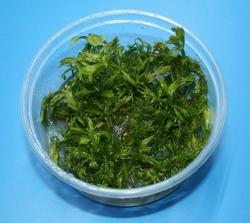 XL In-Vitro Riesenambulia Oder Wasser-Sumpffreund / Limnophila Aquatica - Gigantea – Bild 2