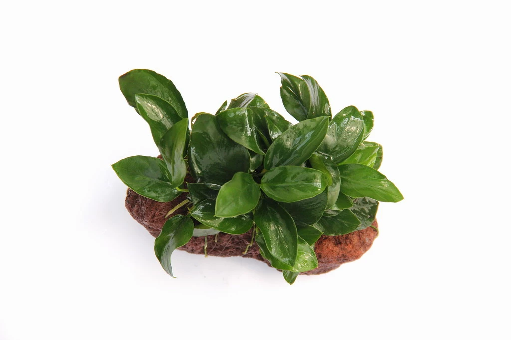 Lavastein Mit Zwergspeerblatt / Anubias Bart. Var. Nana Auf Lavastein – Bild 2