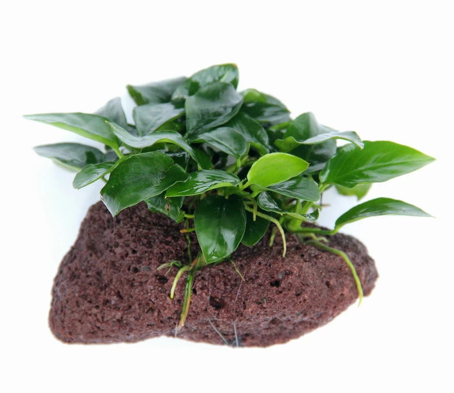 Lavastein Mit Zwergspeerblatt / Anubias Bart. Var. Nana Auf Lavastein – Bild 3