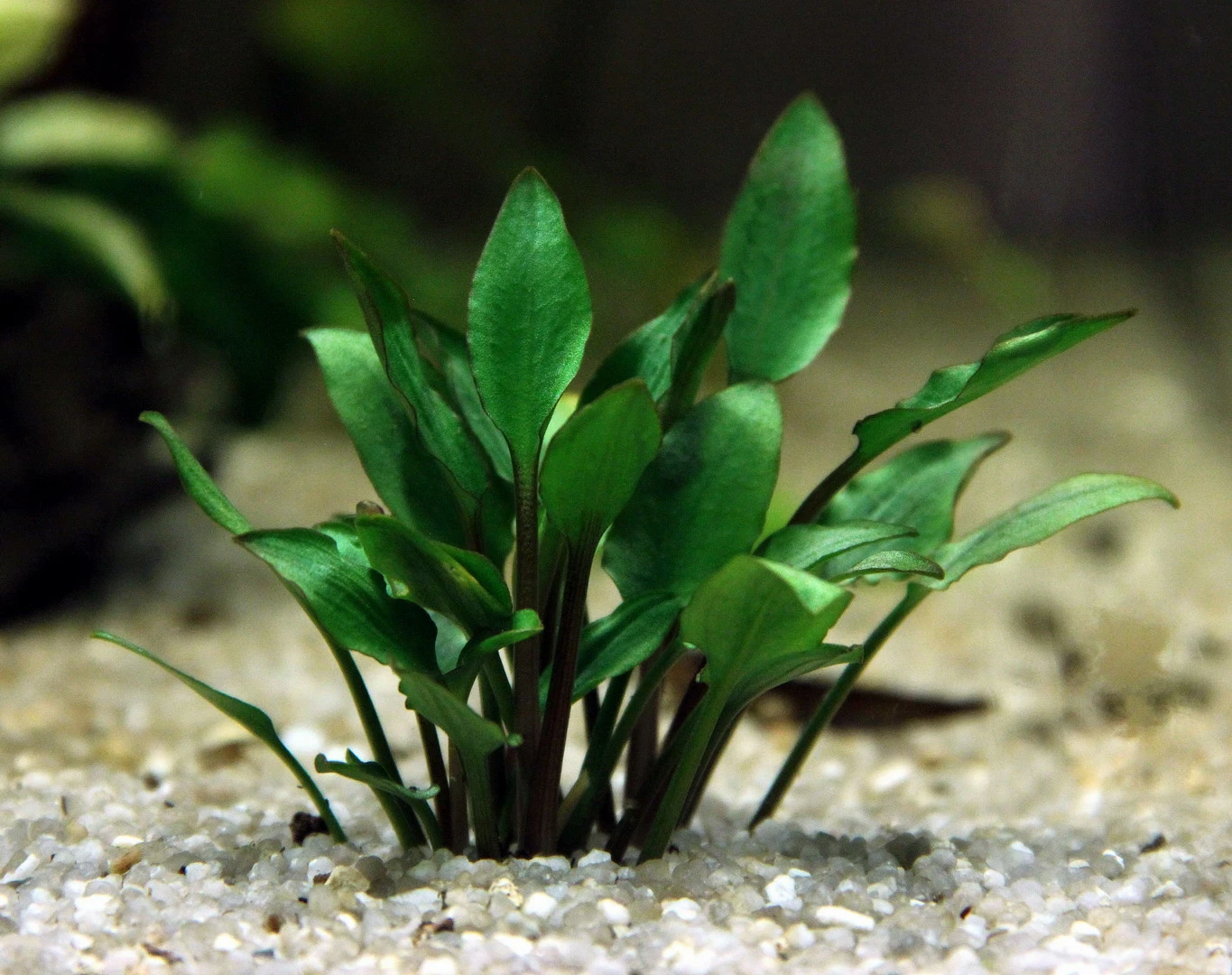 DENNERLE Hobbit's Zwerg-Wasserkelch / Cryptocoryne Lutea ´Hobbit´ – Bild 2