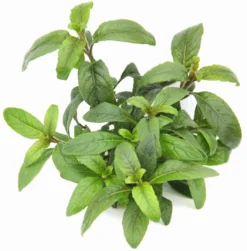 **** NEU *** Staurogyne Spec. 'Bihar'