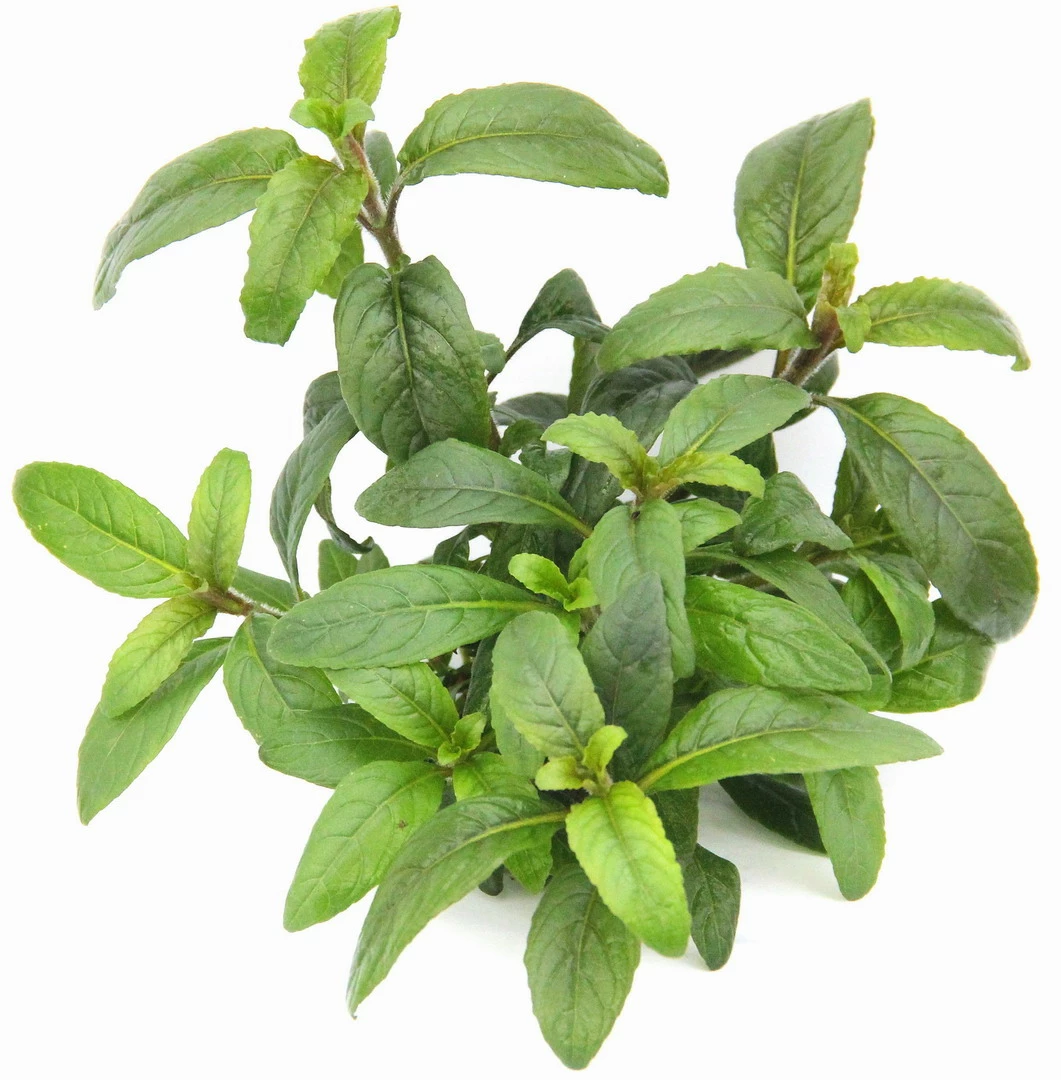 **** NEU *** Staurogyne Spec. 'Bihar'