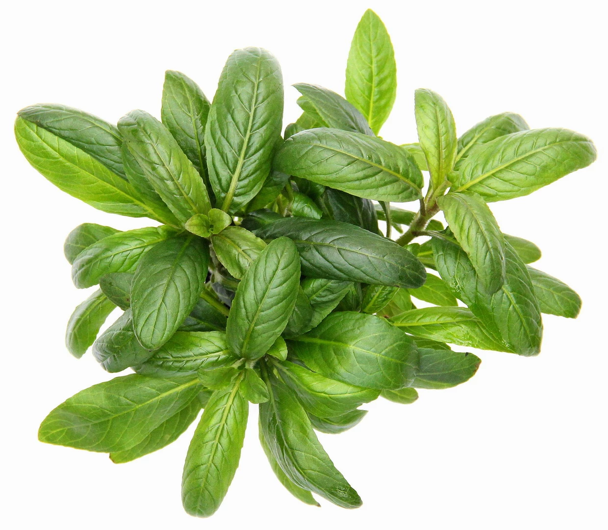 **** NEU *** Staurogyne Spec. 'Bihar' – Bild 2