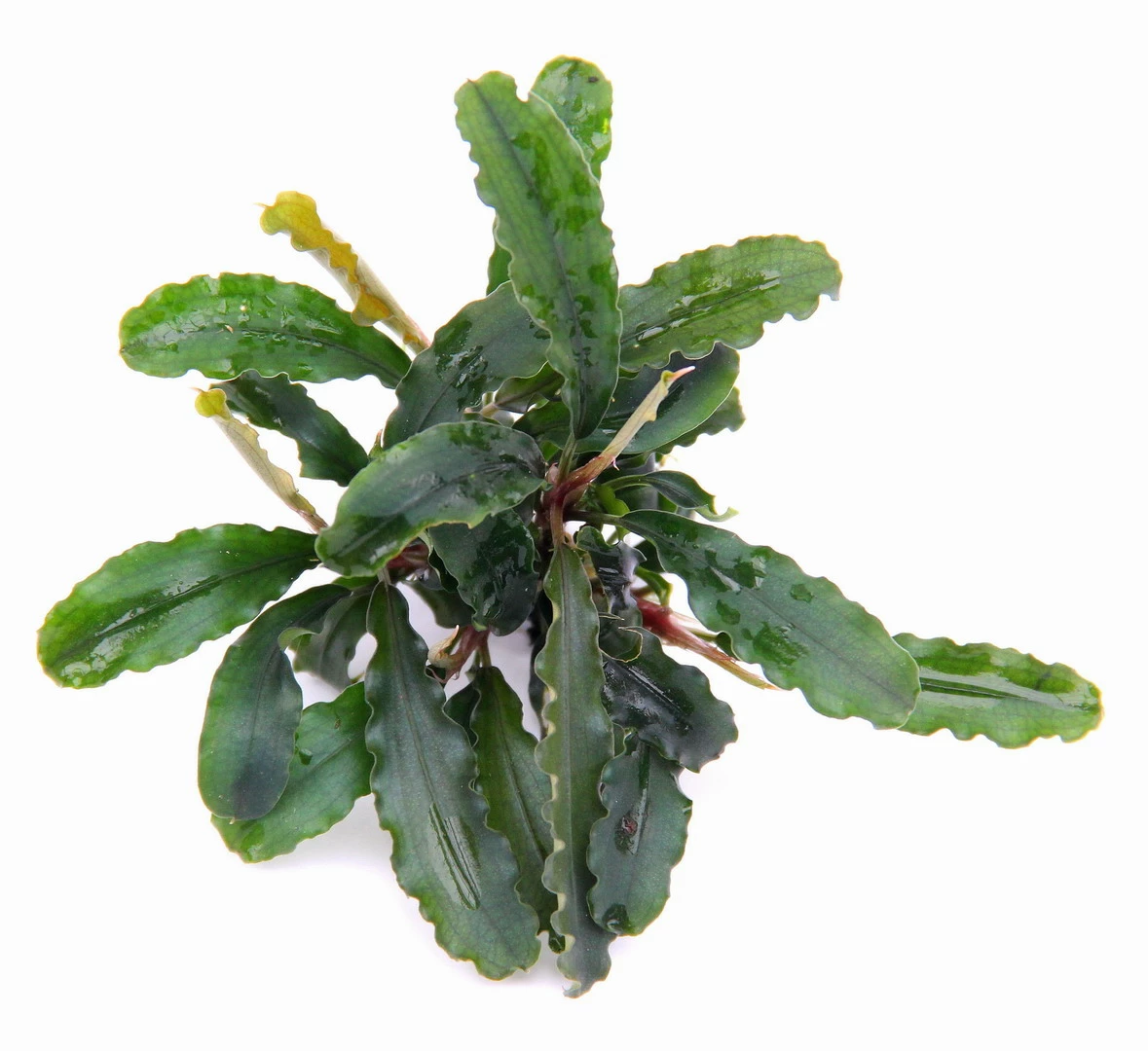 Bucephalandra Spec. Wavy Leaf Im Topf ***RARITÄT*** – Bild 2