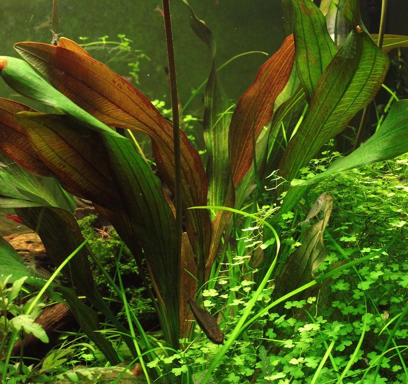Dennerle Echinodorus ´Red Chamäleon´