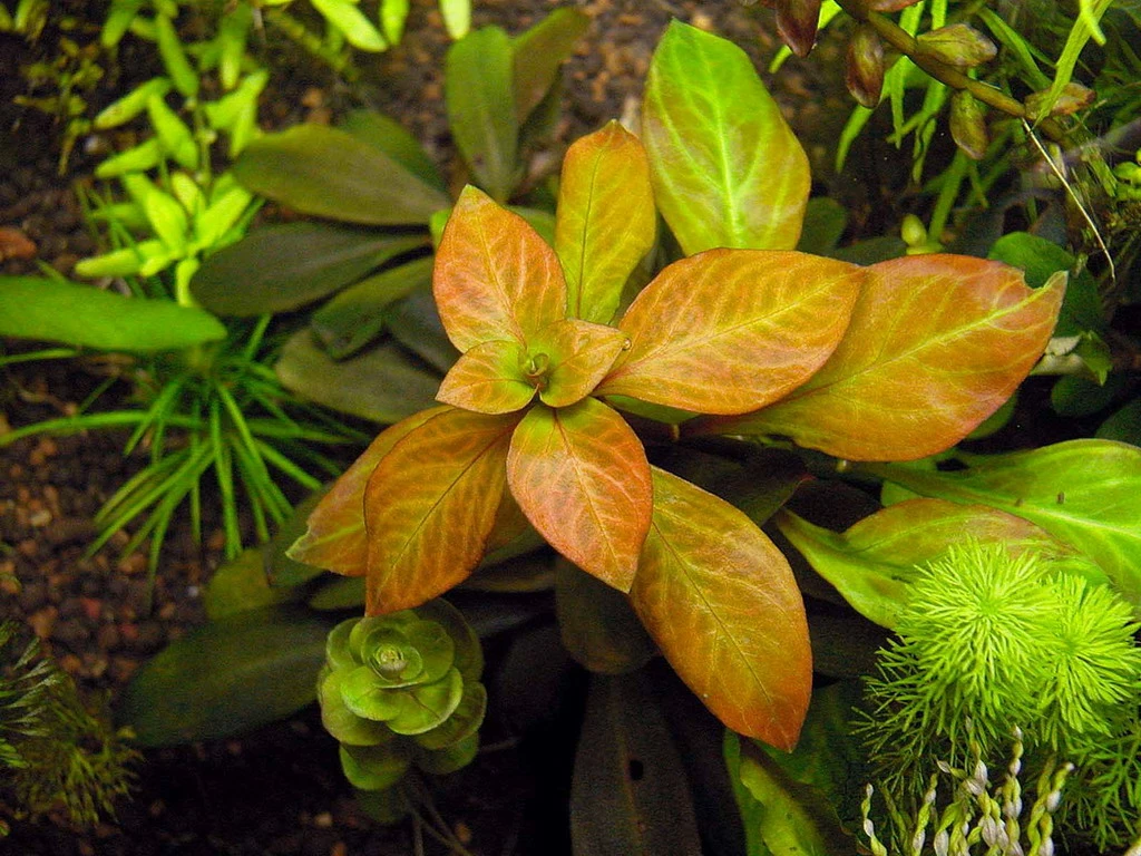Dunkelorange Ludwigia / Ludwigia Sp. 'Atlantis' – Bild 2