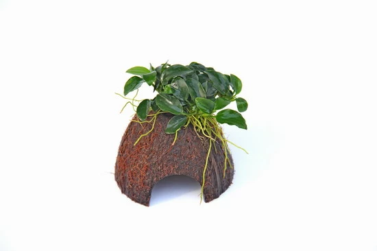 Nano Cave Mit Anubias Nana Bonsai