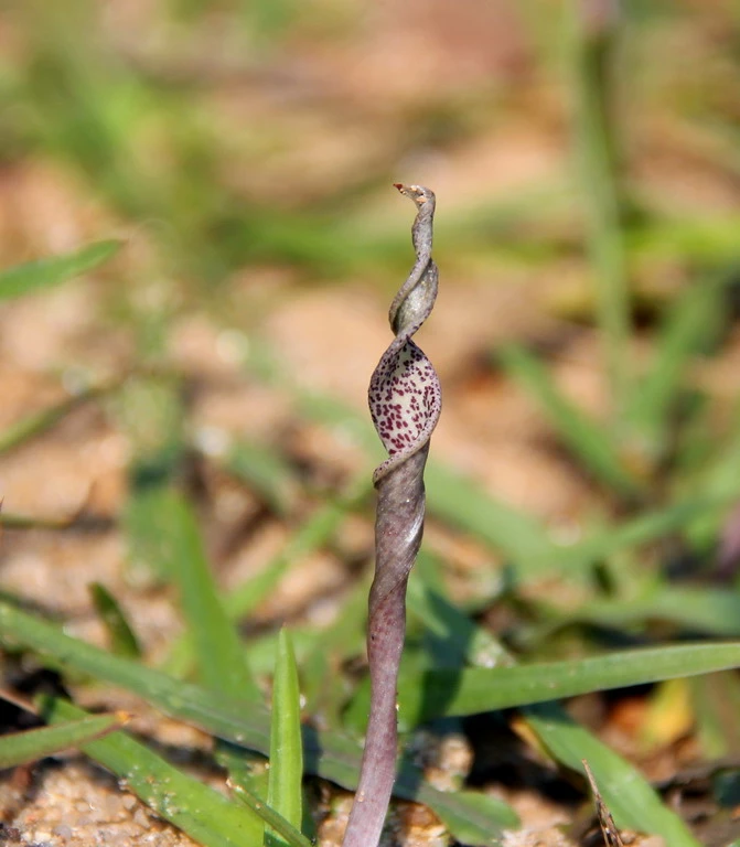 Gedrehter Wasserkelch / Cryptocoryne Retrospiralis – Bild 2