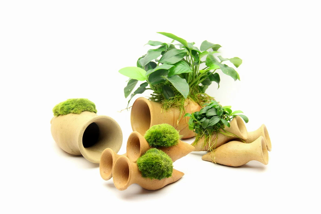 Dennerle Wels Amphore Mit Anubias Nana / Zwergspeerblatt – Bild 2