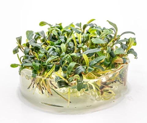 In-Vitro Bucephalandra Micrantha "Mini Needle Leaf" *TOP-RARITÄT* Von DENNERLE – Bild 2