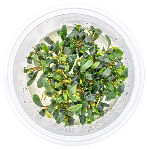 In-Vitro Bucephalandra Micrantha "Mini Needle Leaf" *TOP-RARITÄT* Von DENNERLE – Bild 3