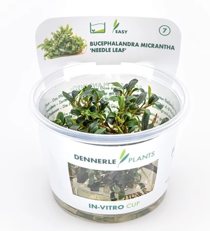 In-Vitro Bucephalandra Micrantha "Mini Needle Leaf" *TOP-RARITÄT* Von DENNERLE – Bild 4